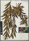 Foto von Salix purpurea L. x Salix viminalis L.
